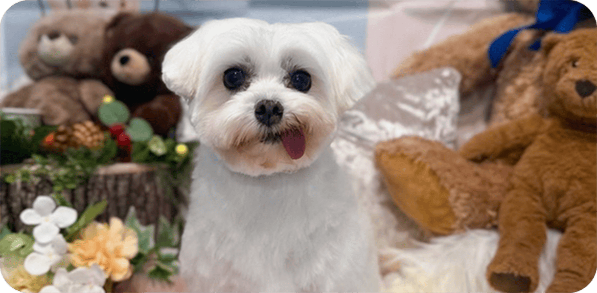 セラピードッグ「とうふ」